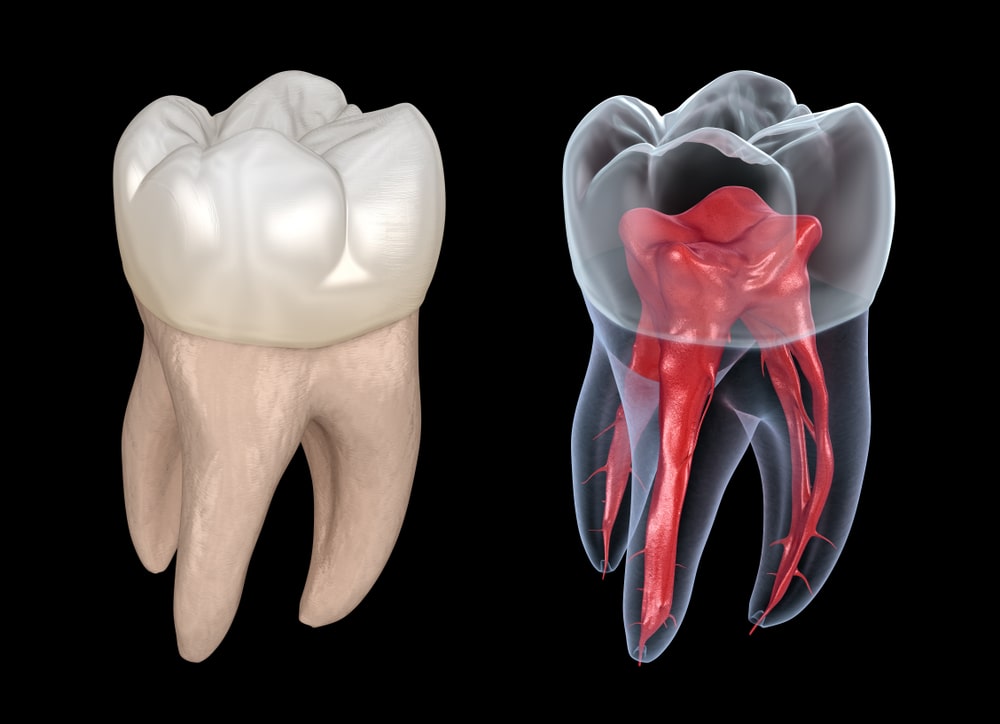 tooth-morphology